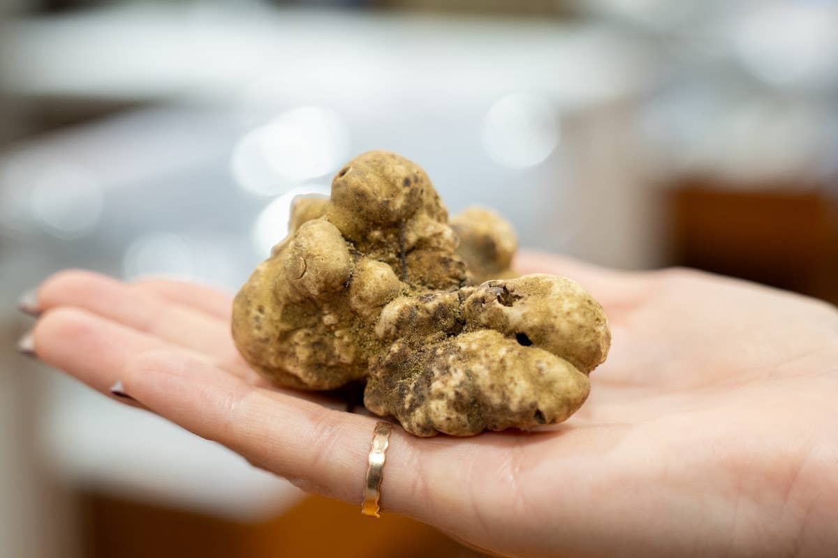 La 94ª Fiera del Tartufo bianco d’Alba celebra “l'Intelligenza naturale”