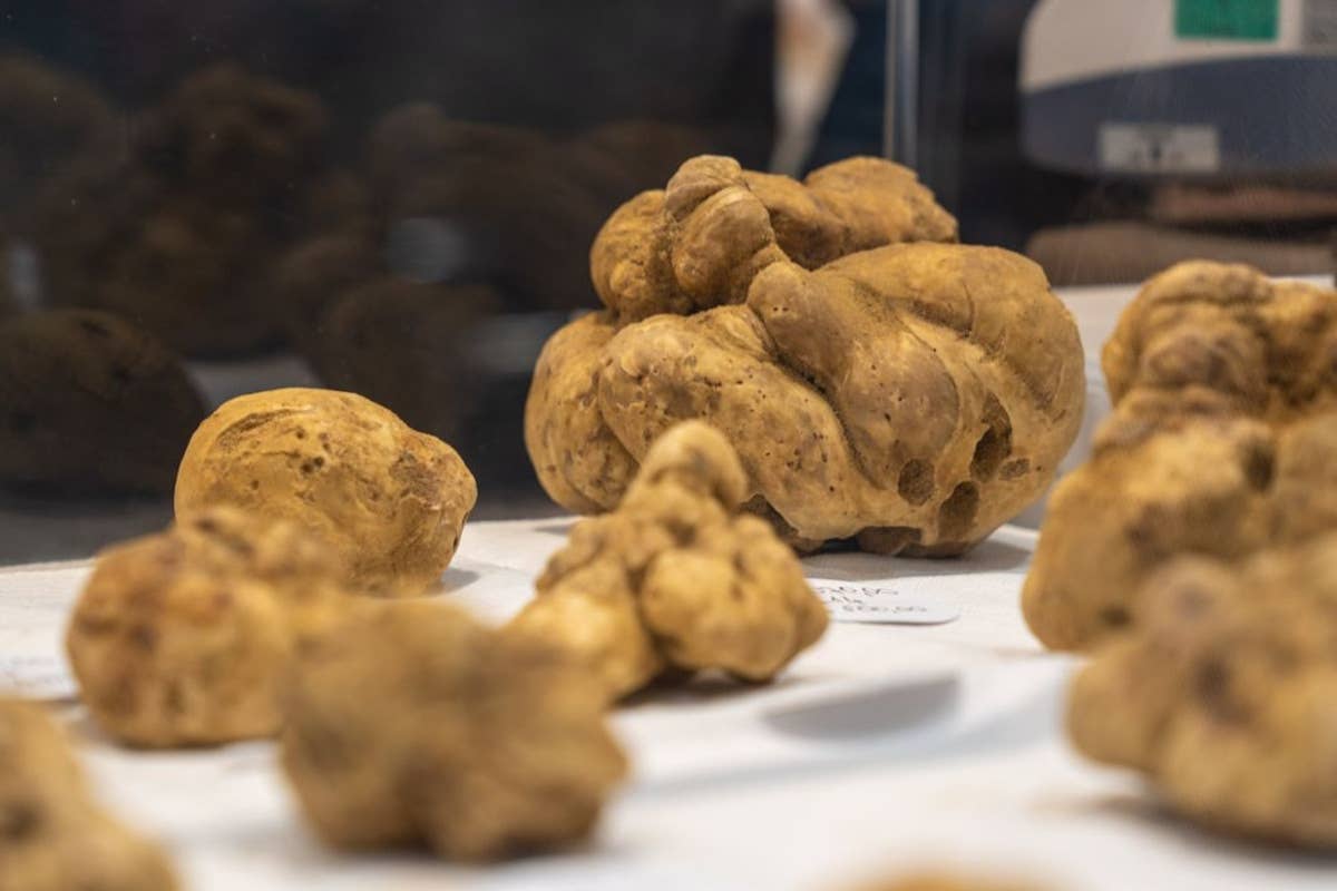 La 94ª Fiera del Tartufo bianco d’Alba celebra “l'Intelligenza naturale”