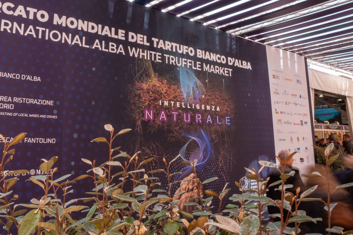 La 94ª Fiera del Tartufo bianco d’Alba celebra “l'Intelligenza naturale”