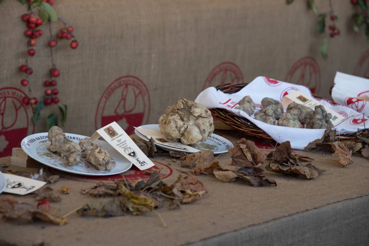 Il grande tour del tartufo: tappa a Murisengo e ad Apecchio