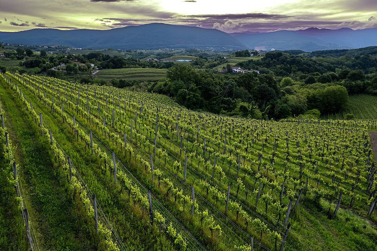 Gradis'ciutta: un'eccellenza vinicola del Collio tra autenticità e territorio