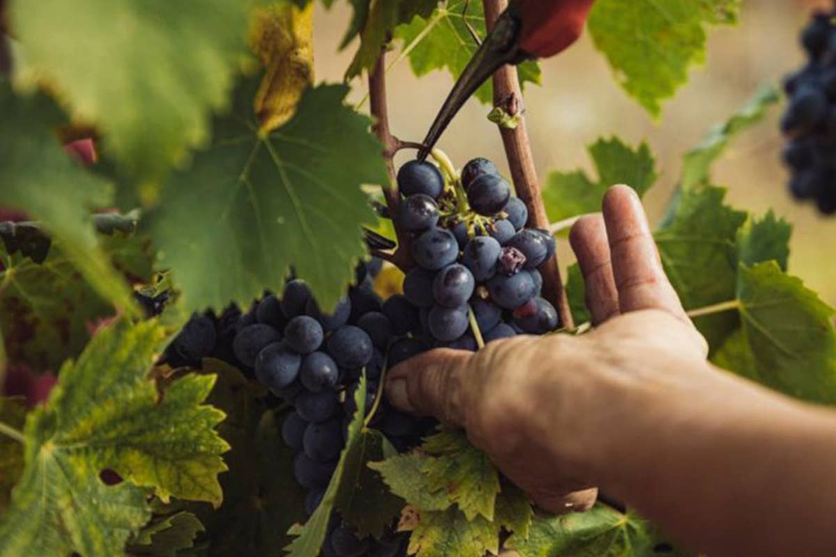 Chianti Rufina Poggio Gualtieri: una verticale ne racconta storia e futuro