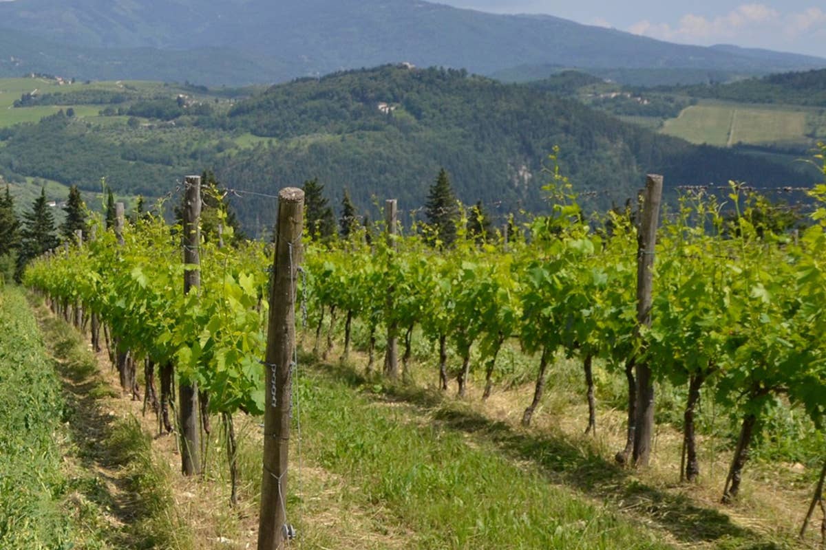 Chianti Rufina: una verticale racconta storia e futuro di Tenuta di Grignano