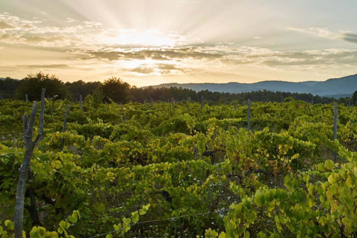 Il Palagio: tra vino, arte e natura nella tenuta toscana di Sting e Trudie Styler Il Palagio: tra vino, arte e natura nella tenuta toscana di Sting e Trudie Styler