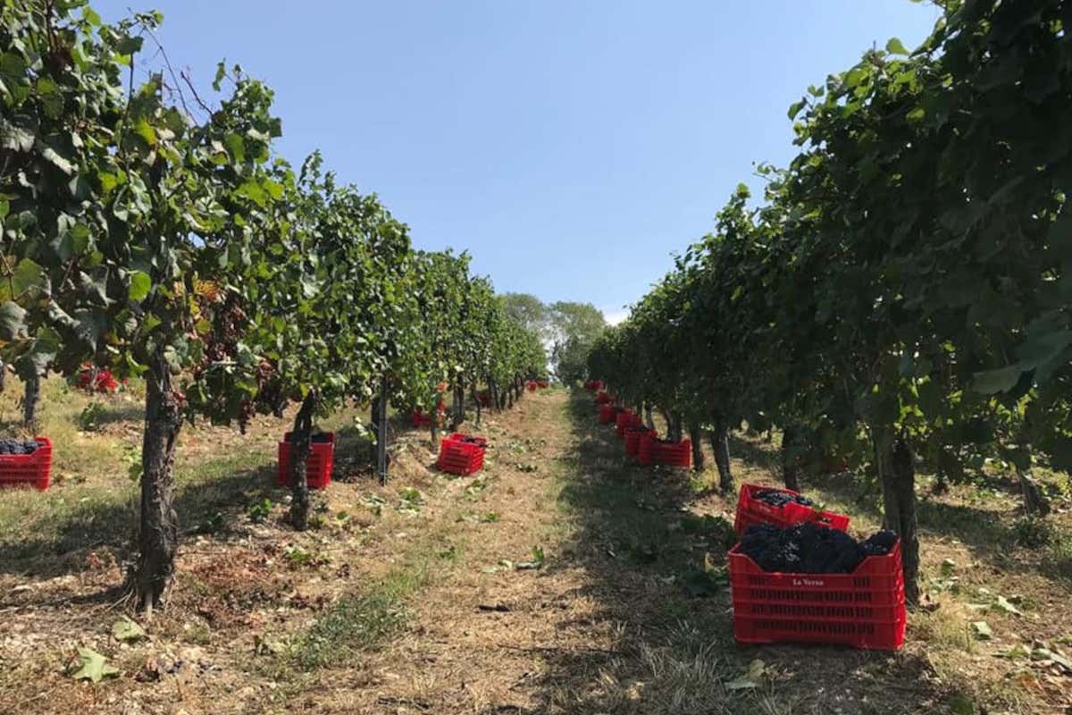 Terre d'Oltrepò, fallimento più vicino: il Tribunale dichiara insolvente la cooperativa