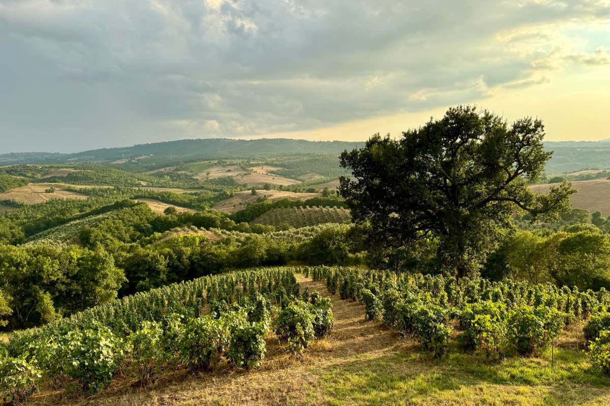 Nella Maremma grossetana il vino nasce in un ecosistema di filari, boschi e oliveti