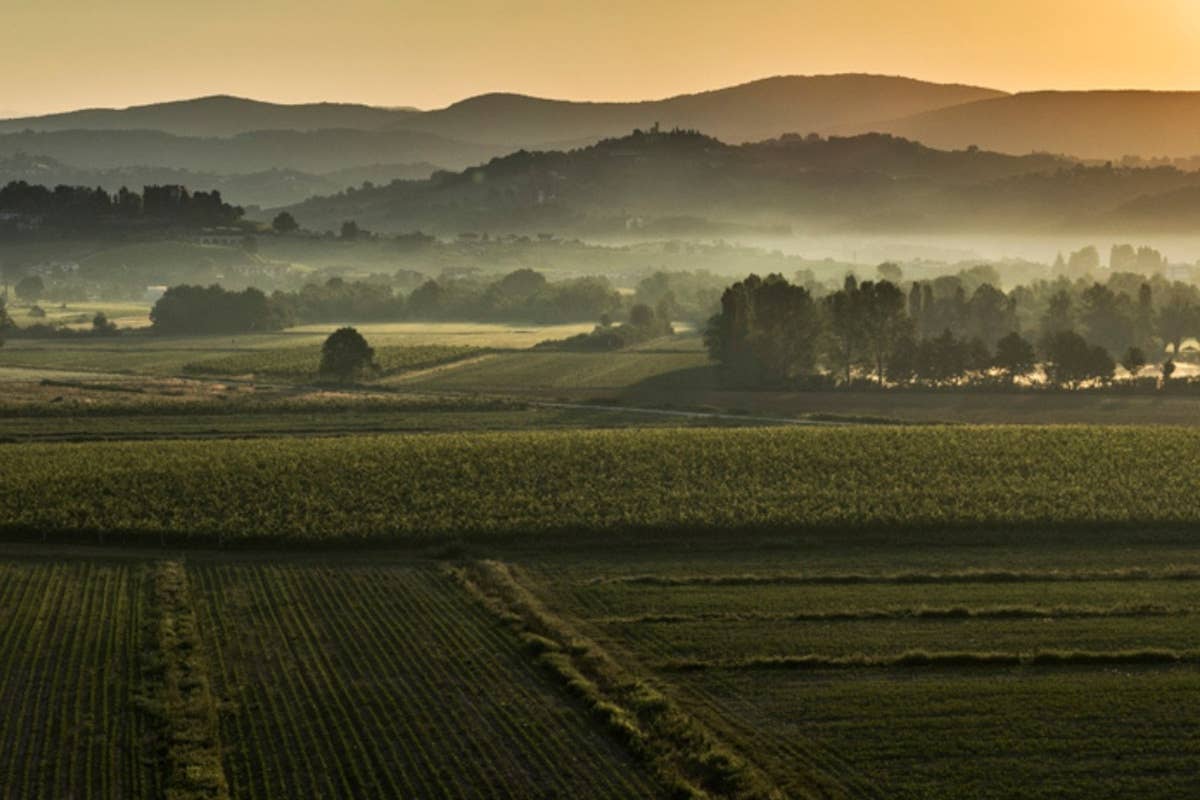 Collio, nasce una rete di eccellenza per valorizzare il Pinot Bianco