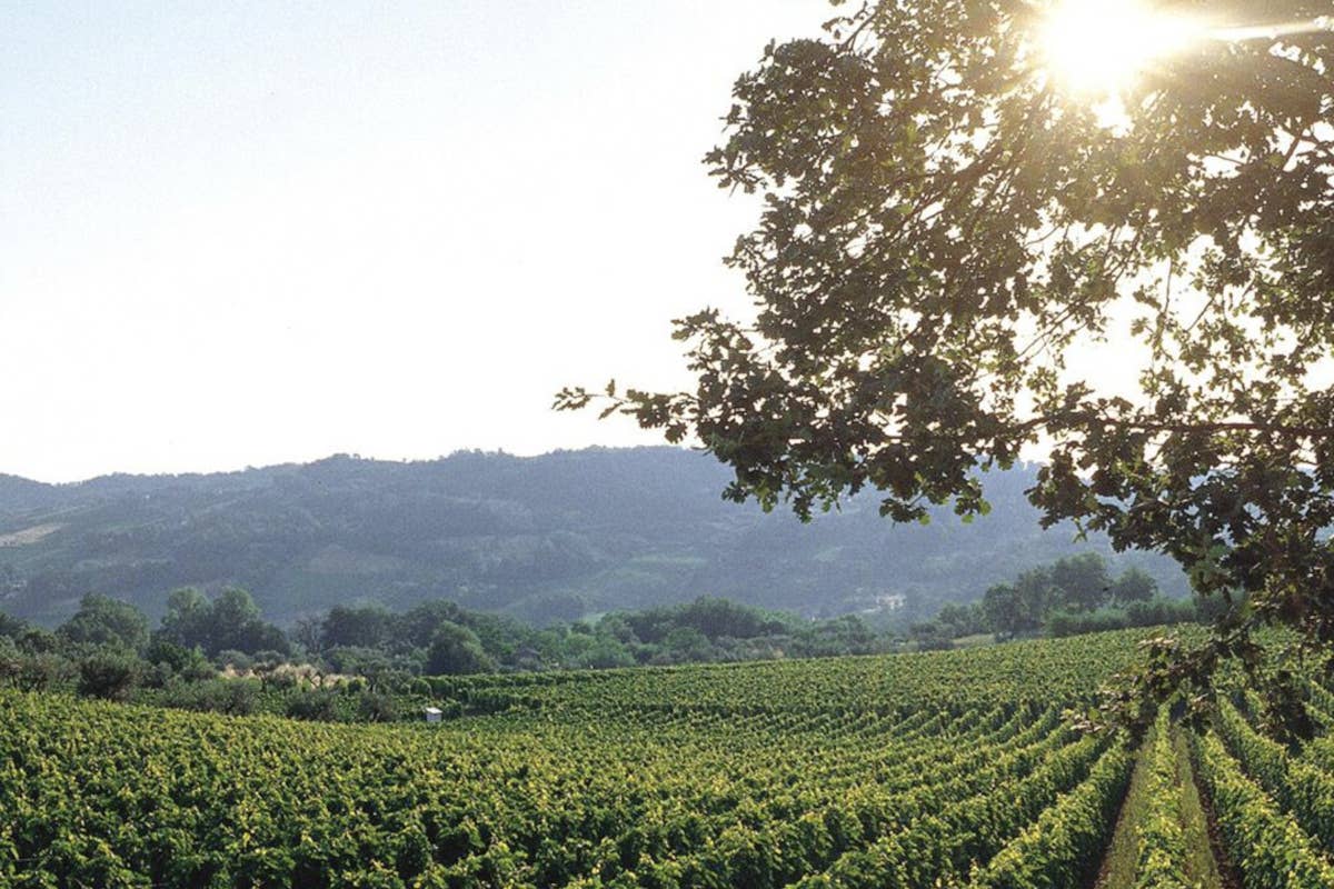 Masciarelli: un modello vitivinicolo abruzzese tra vini e terroir unici