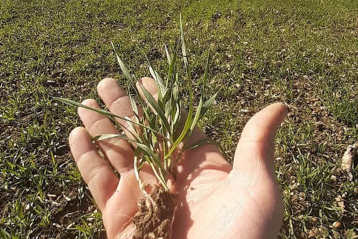 L’orzo biologico dei Monti Sibillini entra nel bicchiere di birra di Mastio