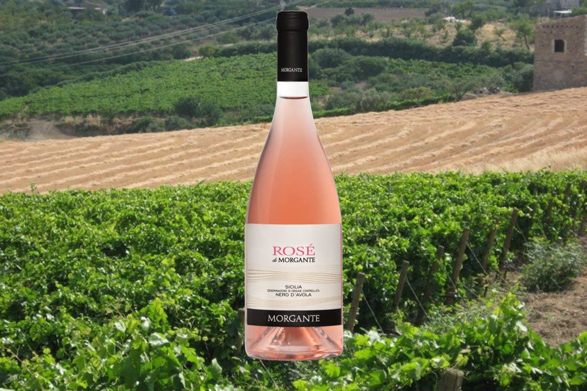 [Rosé] di Morgante, eccellente esemplare di cosa può dare il Nero d’Avola