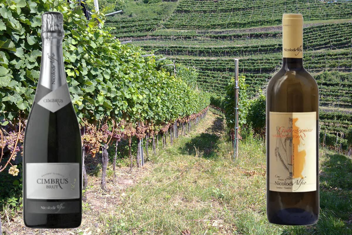 Val di Cembra: viticoltura eroica e sapori antichi tra vigneti terrazzati