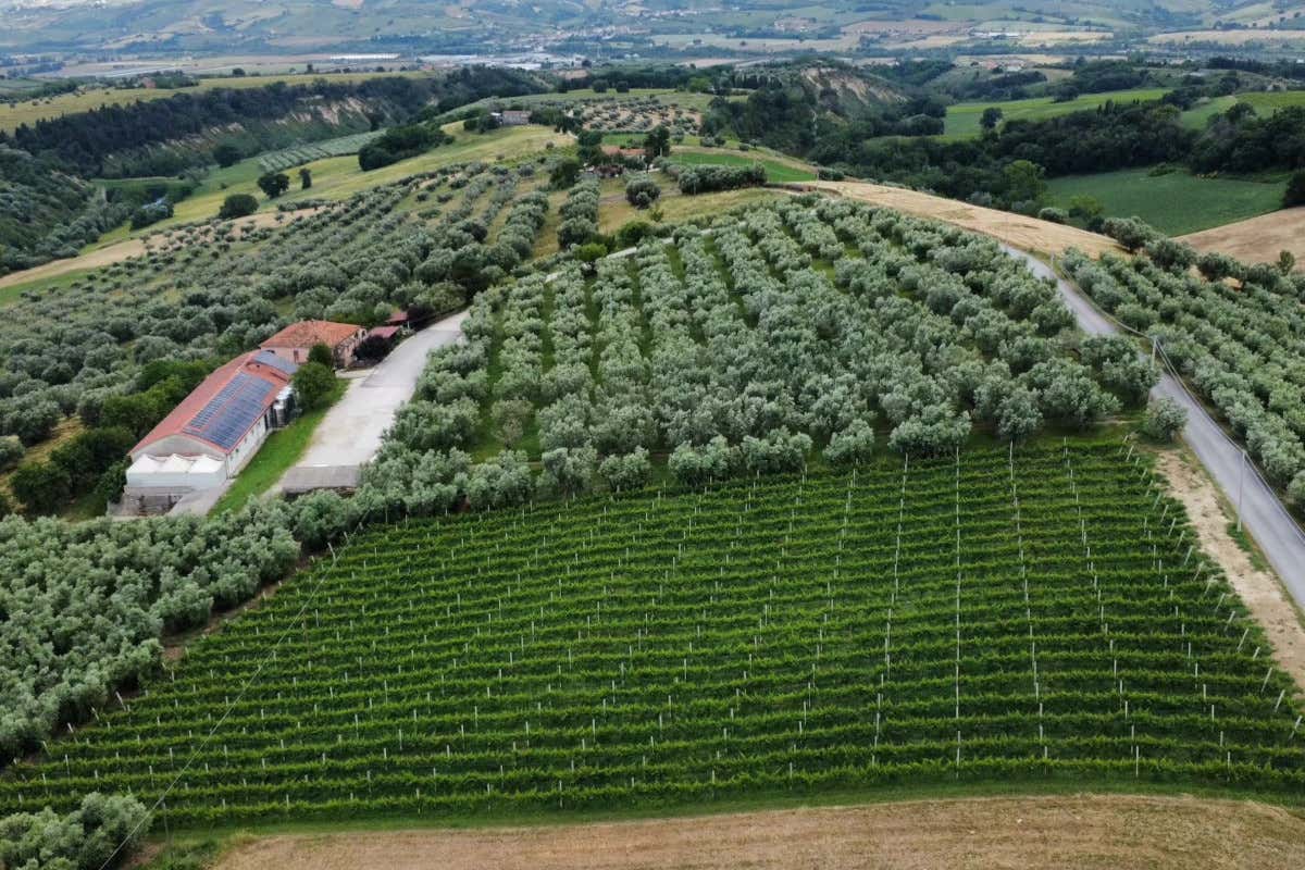 Dalla stalla all’agripub: come nasce un birrificio nei colli teramani