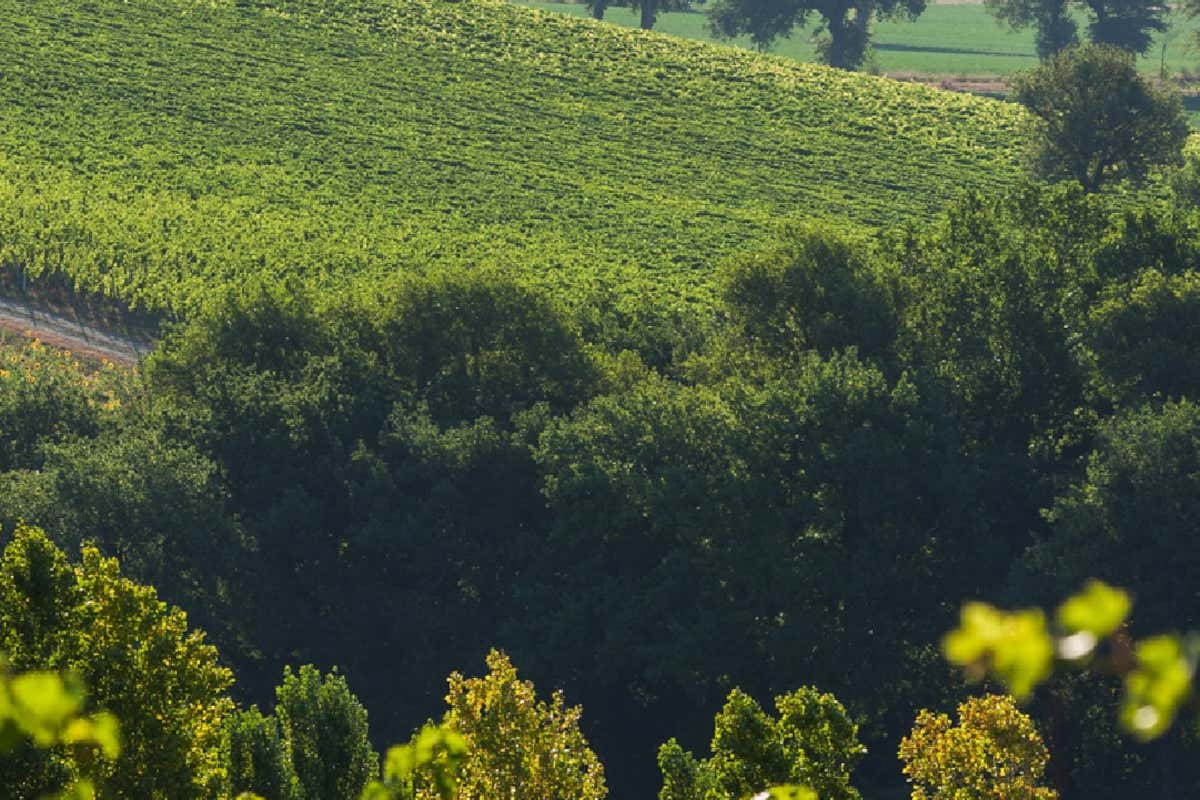Marche in rosa: l'8ª tappa del Giro d'Italia tra Giulianova e Castelraimondo Marche in rosa: l'8ª tappa del Giro d'Italia tra Giulianova e Castelraimondo