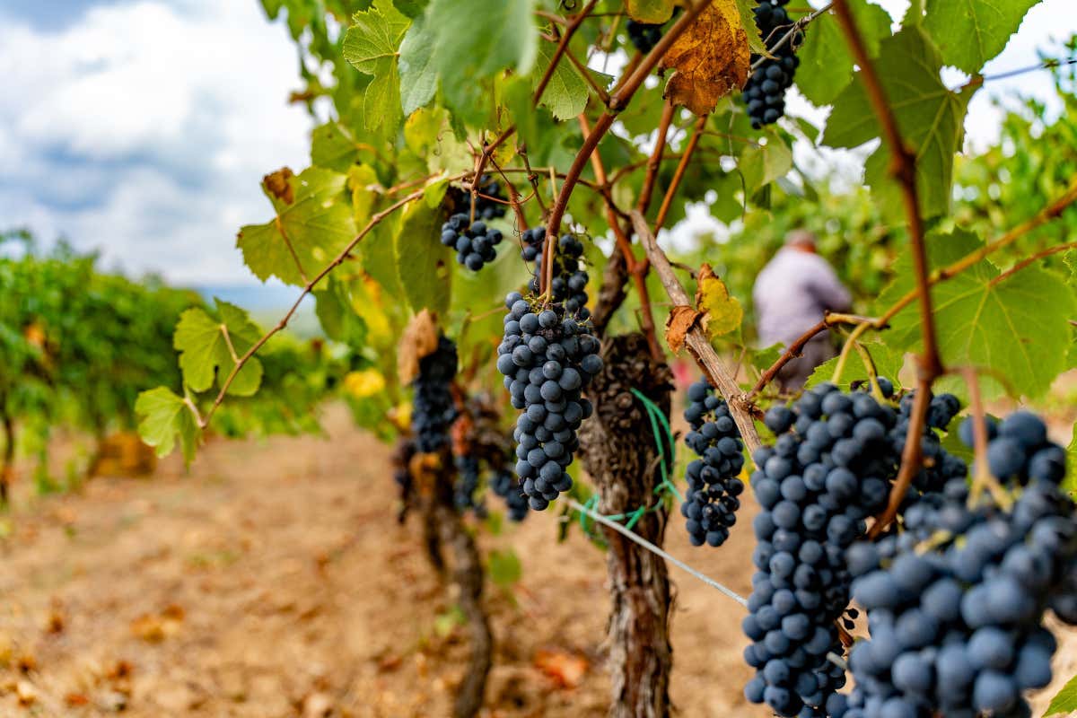 Maremma toscana e Massa Marittima: una Strada del Vino e due Doc tutte da scoprire