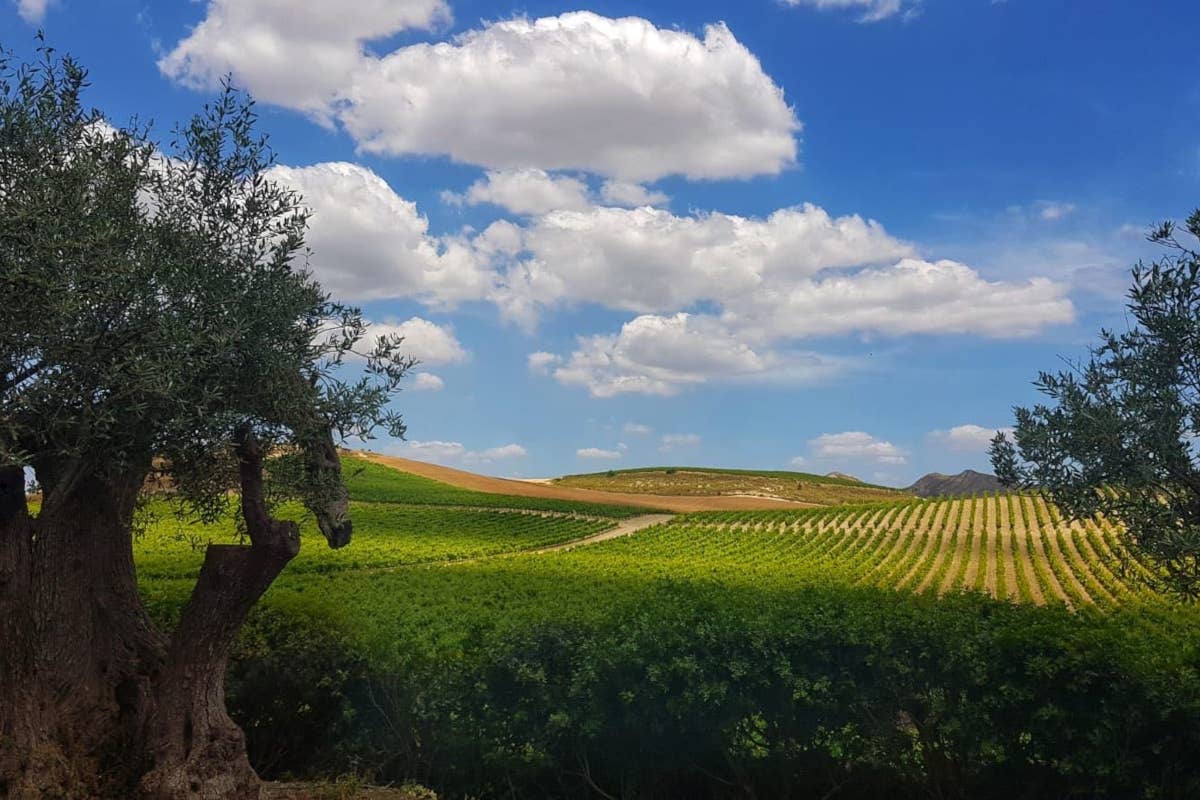 Valle dei Templi, dove grandi vini e sapori si uniscono alla cultura