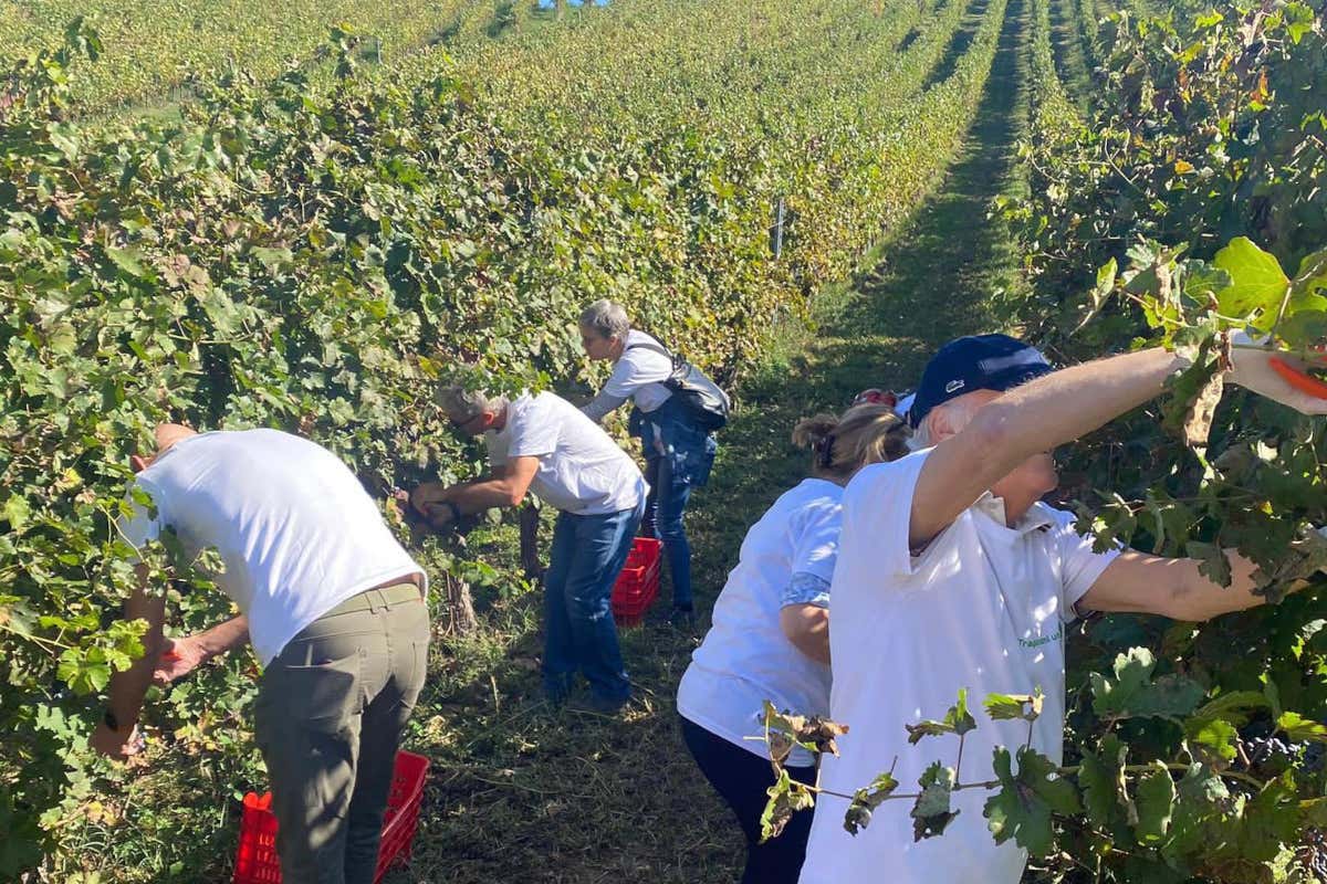 Terre d'Oltrepò, la vendemmia si farà (solo a Broni). E il Consorzio scende in campo Terre d'Oltrepò, la vendemmia si farà (solo a Broni). E il Consorzio scende in campo