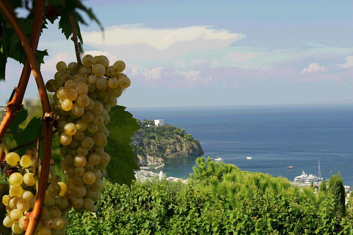 Tommasone a Ischia: dall’affinamento subacqueo al Metodo Classico senza compromessi Tommasone a Ischia: dall’affinamento subacqueo al Metodo Classico senza compromessi