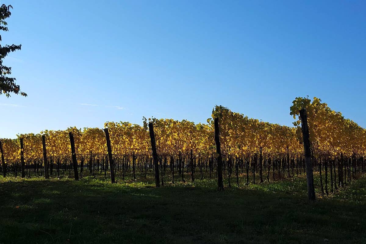 Collio, nasce una rete di eccellenza per valorizzare il Pinot Bianco