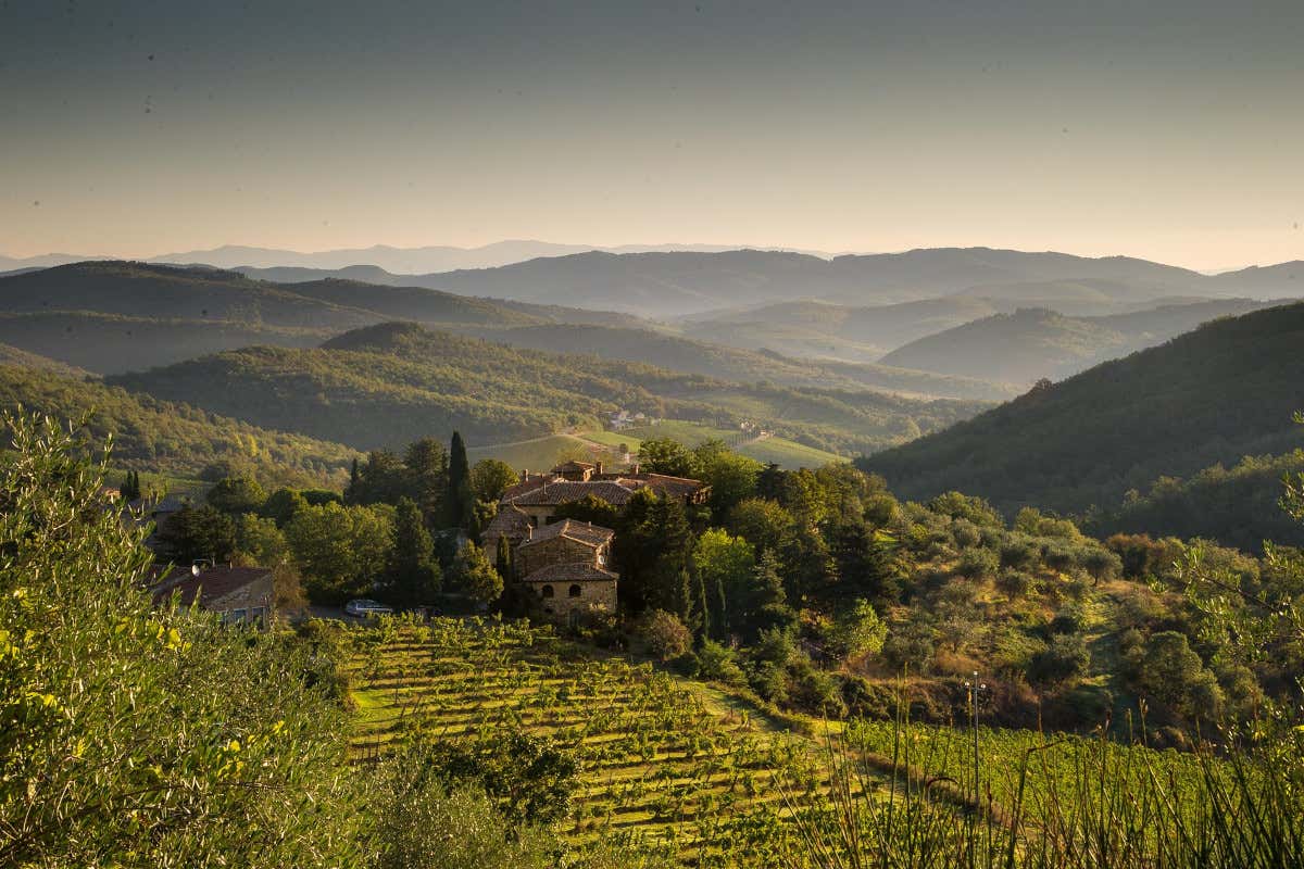 A Tregole il Sangiovese racconta una lettura contemporanea della tradizione