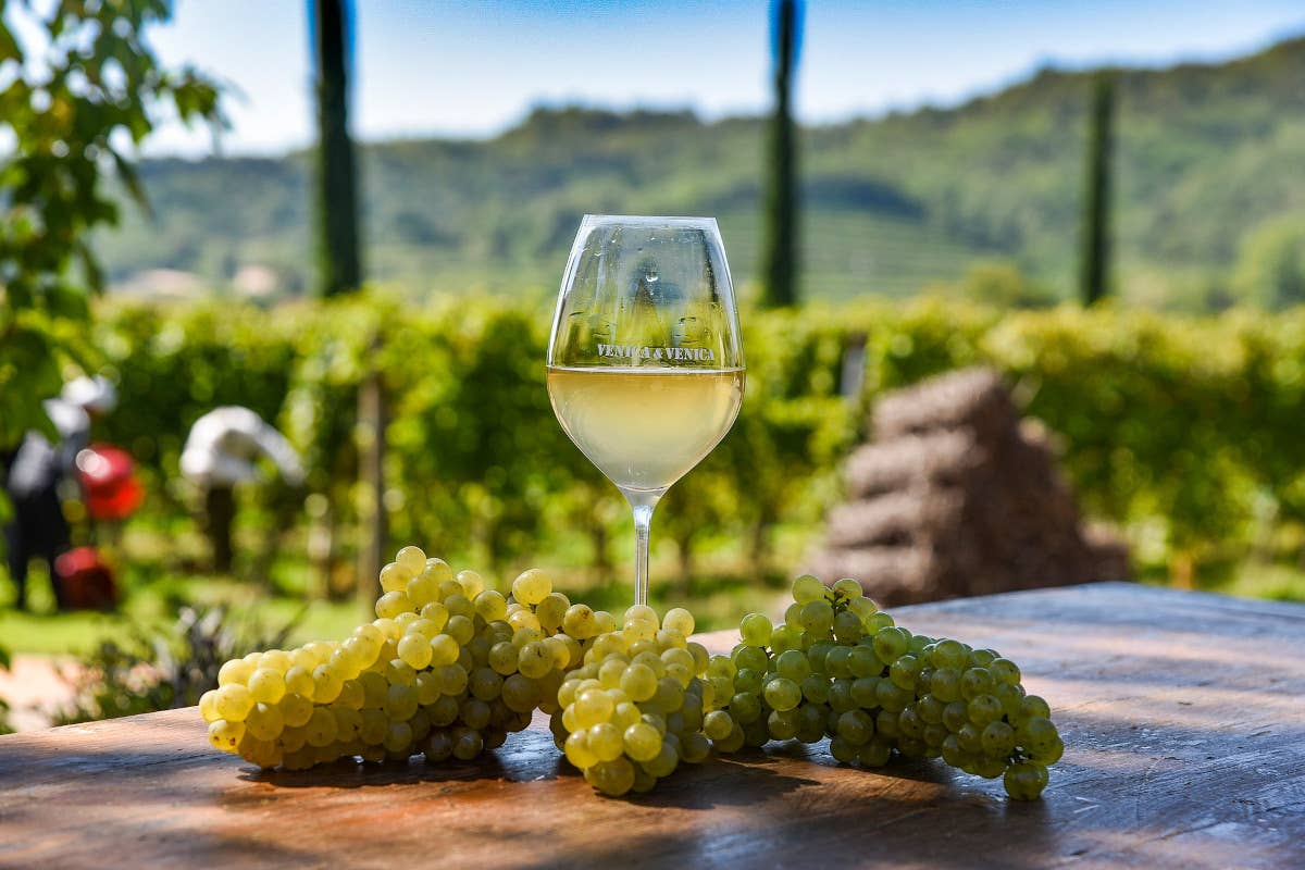 Collio, nasce una rete di eccellenza per valorizzare il Pinot Bianco