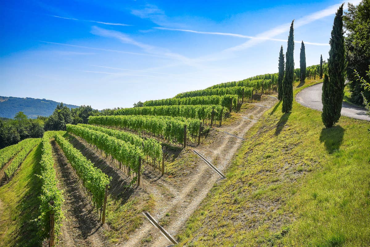 Collio, nasce una rete di eccellenza per valorizzare il Pinot Bianco