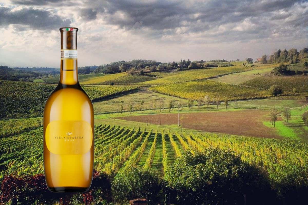 Villa Sparina, il Gavi che fa scuola: così si conquista il New York Times (e il mondo)