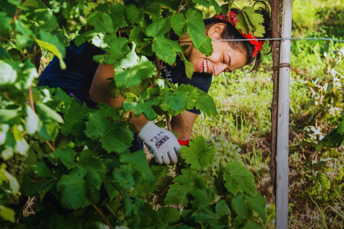 Si è chiusa a ottobre inoltrato la vendemmia 2024 per la denominazione Conegliano Valdobbiadene Prosecco Docg Conegliano Valdobbiadene Prosecco Docg chiusa la vendemmia 2024