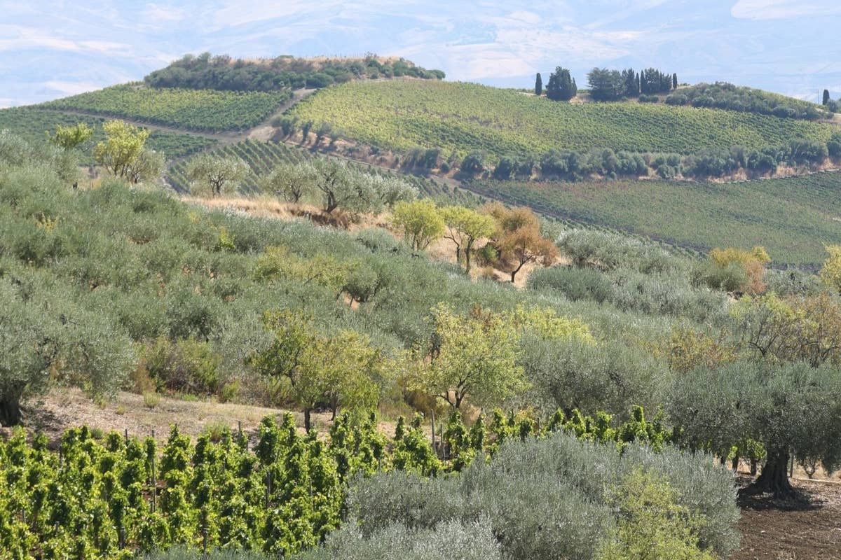 Vendemmia 2024 in Sicilia verso la conclusione: le uve si confermano di qualità