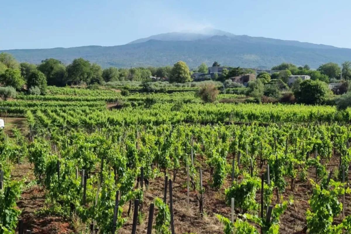 Tenuta dal Gelso: enoturismo tra cultura e i vini di Tenute Mannino