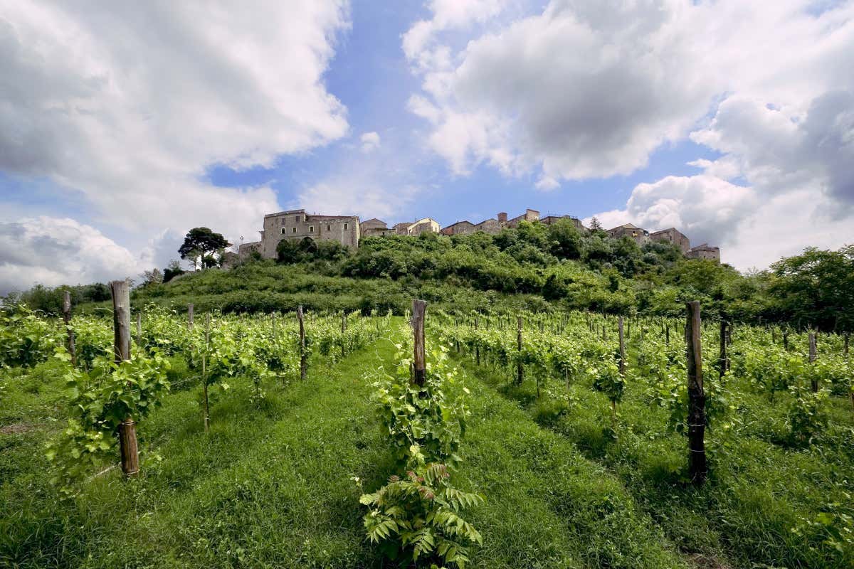 Ecco il laboratorio del vino italiano che in Irpinia sfida clima, mercato e identità Ecco il laboratorio del vino italiano che in Irpinia sfida clima, mercato e identità