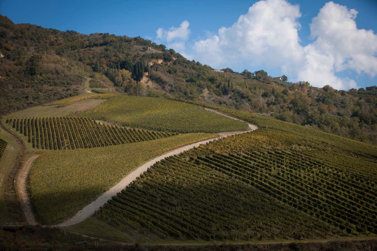 Ecco il laboratorio del vino italiano che in Irpinia sfida clima, mercato e identità Ecco il laboratorio del vino italiano che in Irpinia sfida clima, mercato e identità