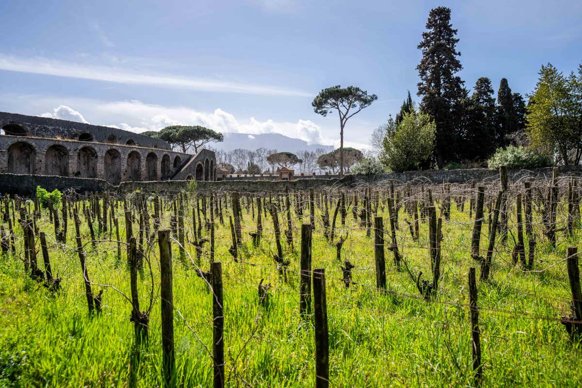 Ecco il laboratorio del vino italiano che in Irpinia sfida clima, mercato e identità Ecco il laboratorio del vino italiano che in Irpinia sfida clima, mercato e identità