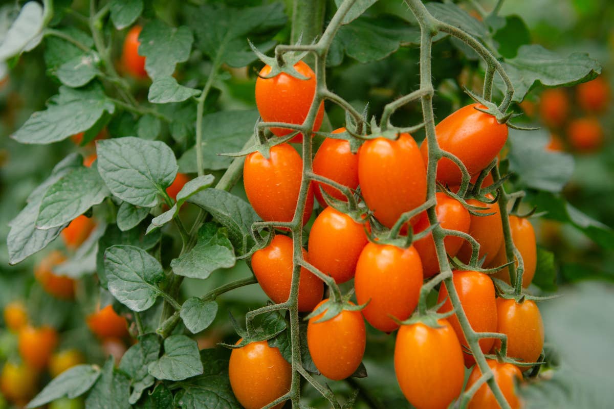 Il pomodoro italiano tra tradizione, innovazione e sfide per il futuro