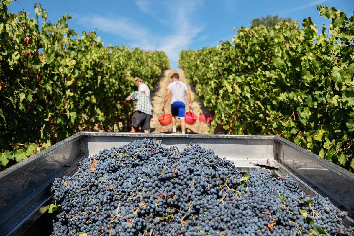  (foto Marco Parisi) Lambrusco Doc cambiano i disciplinari: nuove sottozone e versioni innovative