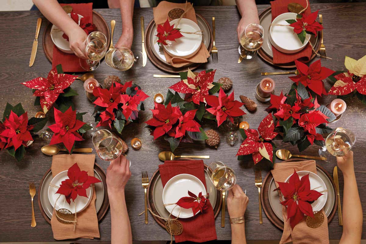 Stella di Natale, il gran ritorno che scalda gli ambienti: idee scenografiche per hotel e ristoranti Stella di Natale, il gran ritorno che scalda gli ambienti: idee scenografiche per hotel e ristoranti