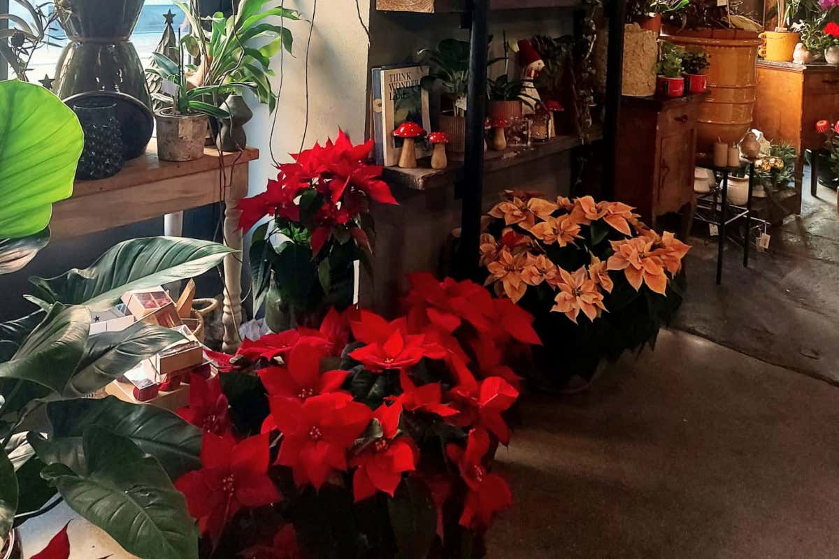 Stella di Natale, il gran ritorno che scalda gli ambienti: idee scenografiche per hotel e ristoranti Stella di Natale, il gran ritorno che scalda gli ambienti: idee scenografiche per hotel e ristoranti