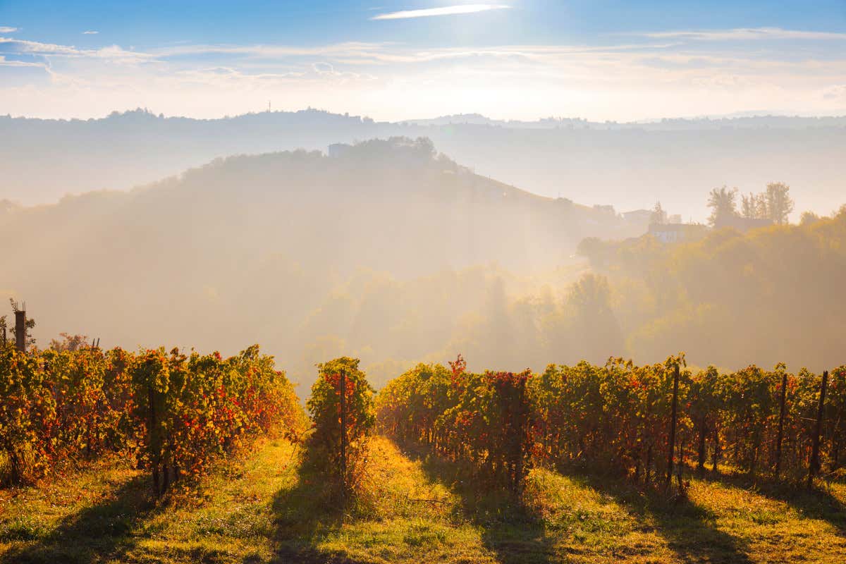 InVigna, così l’Oltrepò pavese risponde al clima che cambia