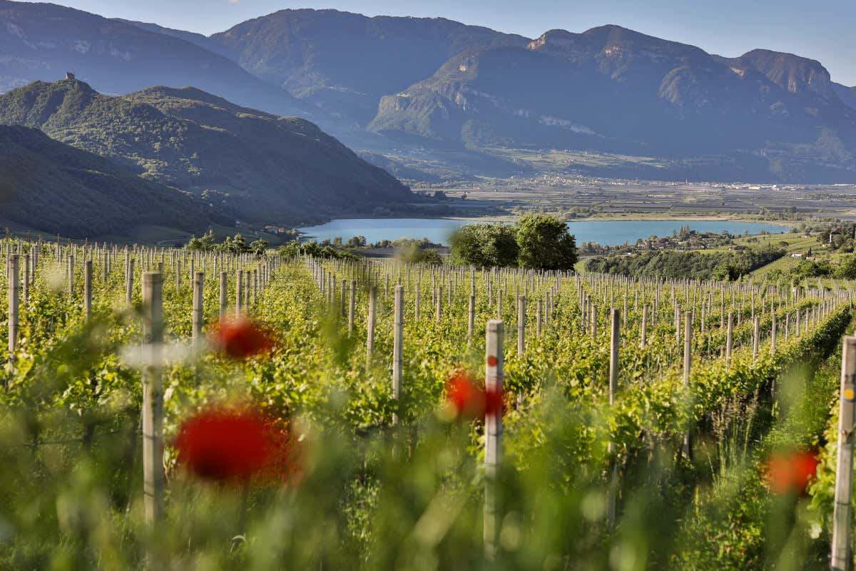 Caldaro, la Schiava torna al centro con il rilancio del territorio