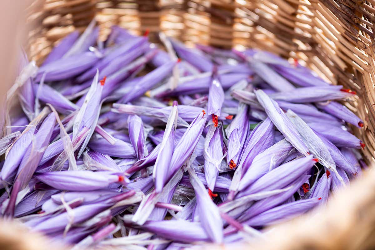 Viaggio in Valsesia: alla scoperta di storia, natura e sapori autentici Viaggio in Valsesia: alla scoperta di storia, natura e sapori autentici
