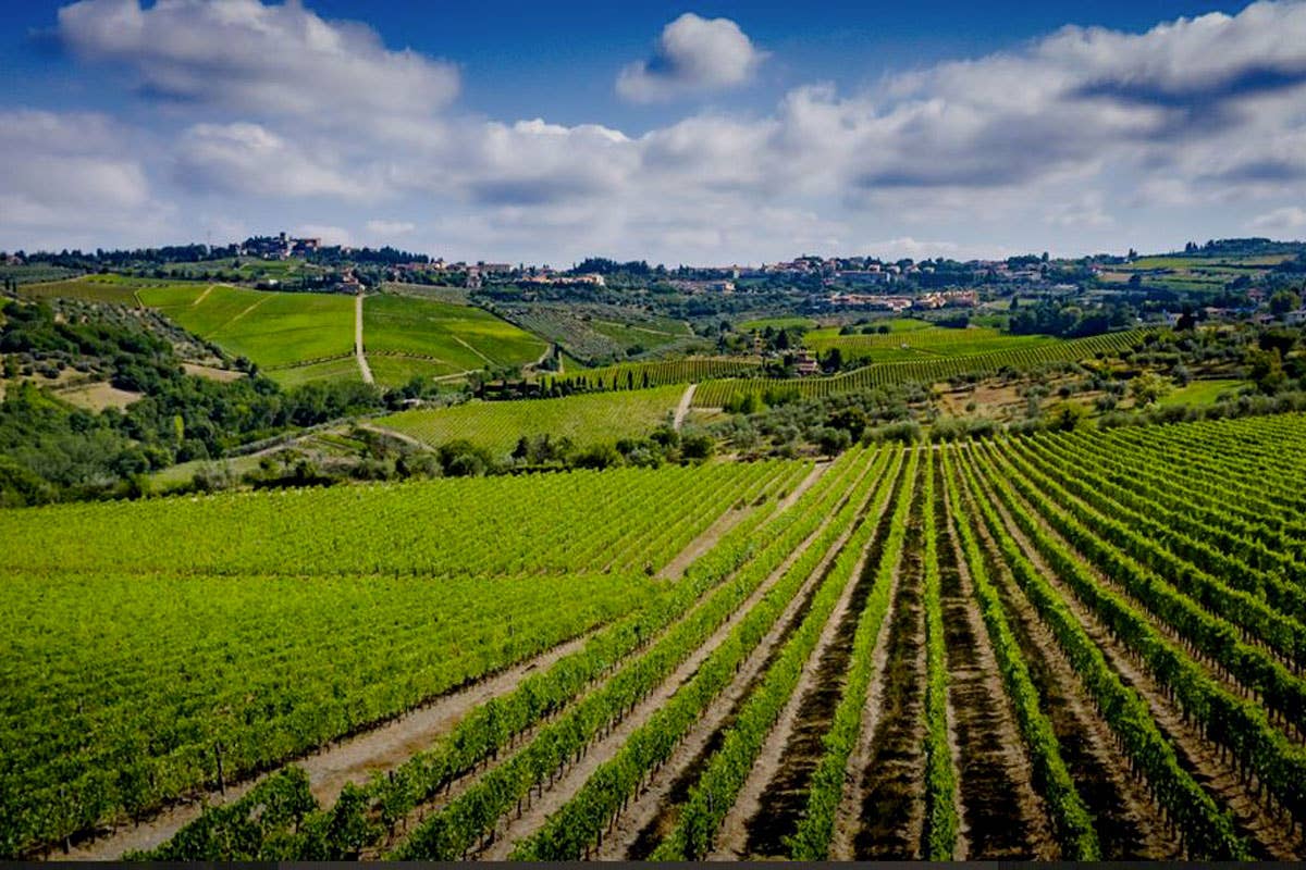 Fontodi: vini biologici che raccontano il territorio con autenticità