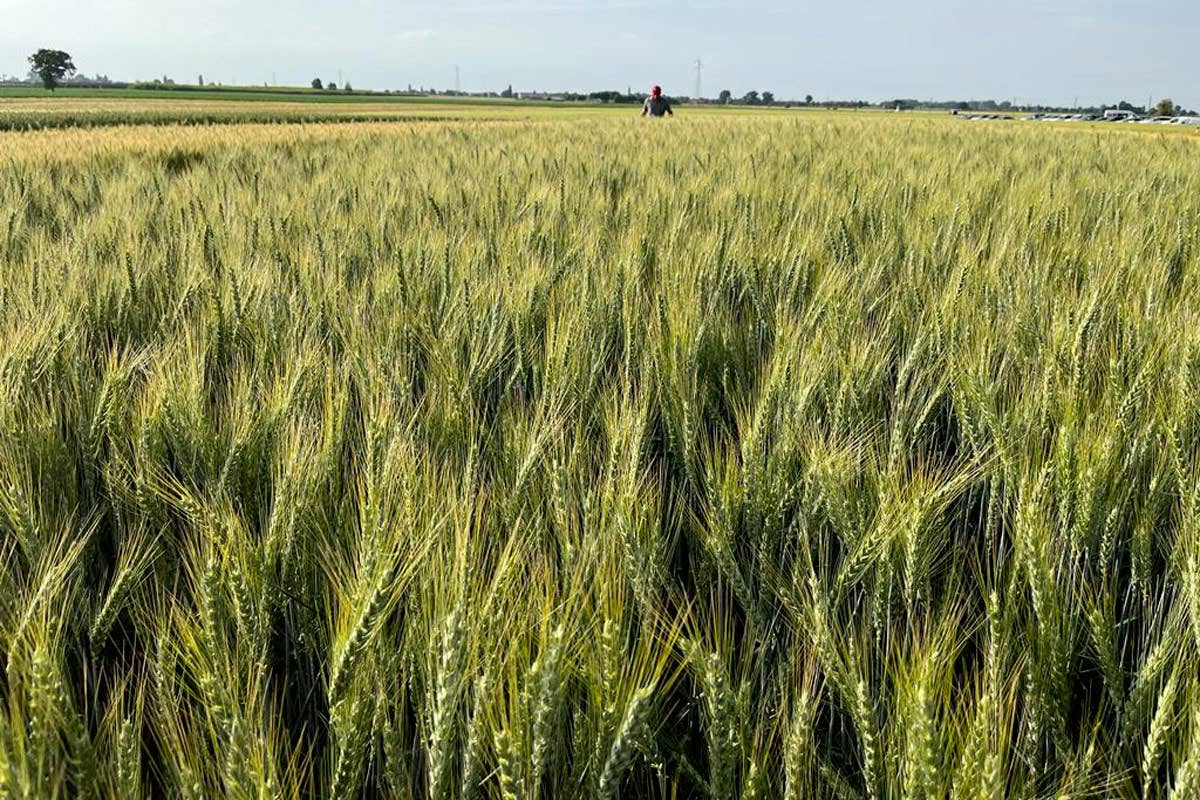 Il grano è raccolto nei campi della provincia di Rovigo Molino Cosma le farine biologiche nel rispetto della sostenibilità