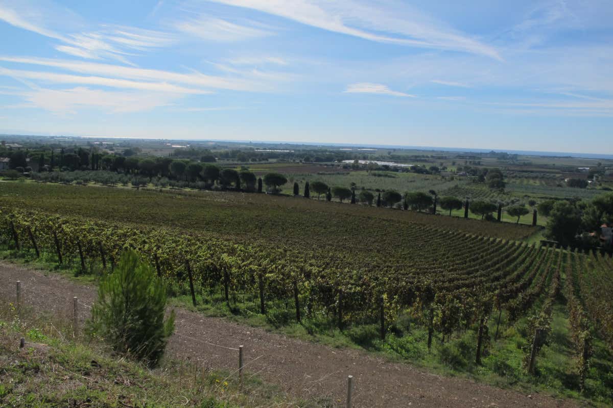Monteverro, i vini della Costa d’Argento e la nuova anima artistica della Maremma