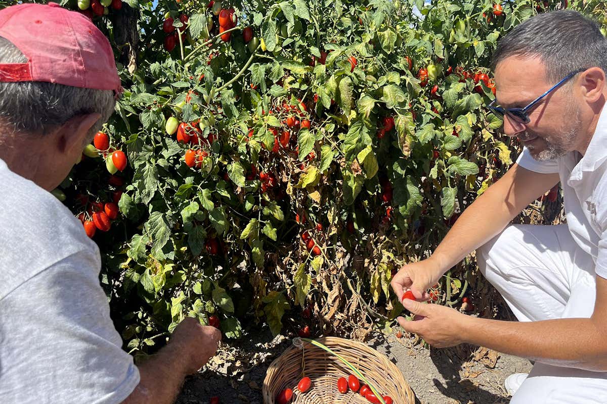 Pomodoro Cesarino, varietà salvata dall’oblio: nasce la Pizza Cesarina