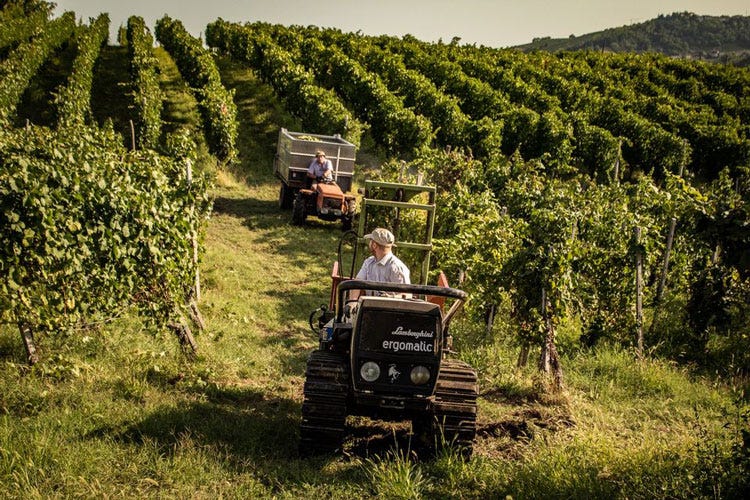 La vigna del Garlenzo - Cent'anni di vino in Oltrepò Pavese Il futuro di Giorgi nell'innovazione