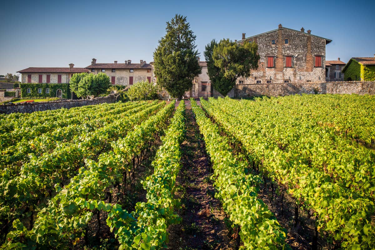 Berlucchi Franciacorta: sostenibilità e innovazione nel Report di sostenibilità 2023