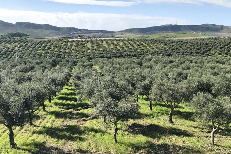 (Gli Evo siciliani di Val Paradiso Profumata estrazione da olive verdi)