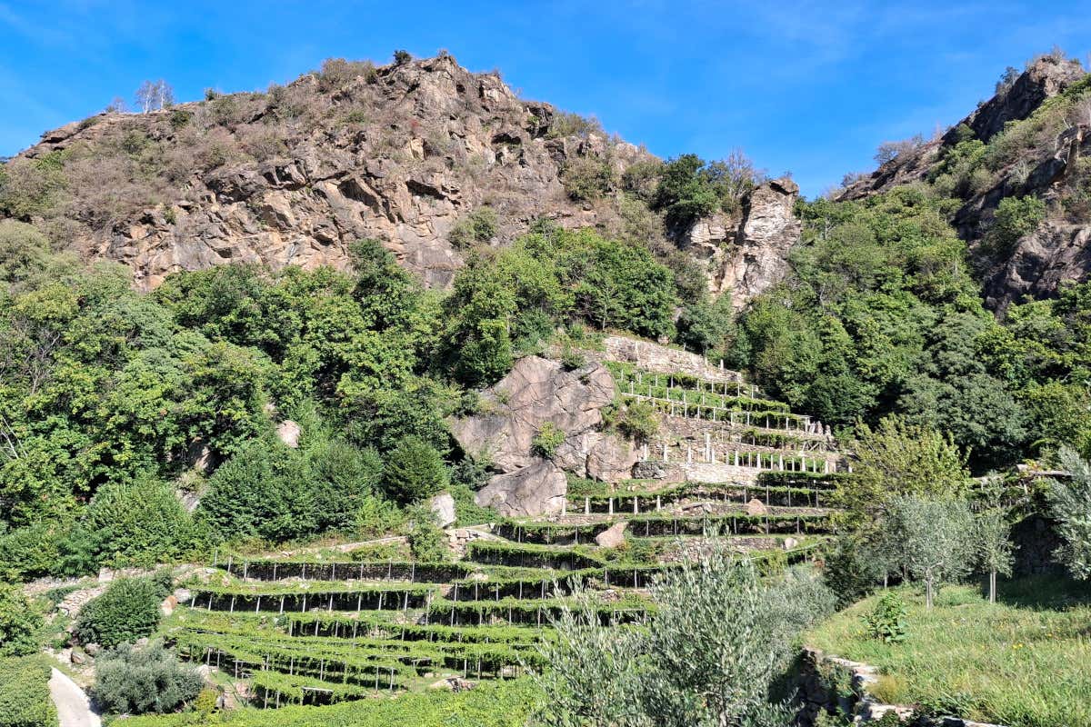 Tra Piemonte e Valle d’Aosta sopravvive una delle viticolture più estreme d’Italia
