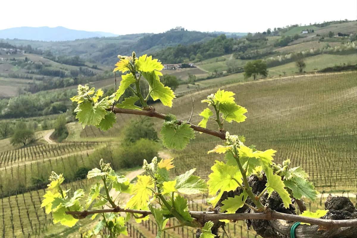 Crisi Terre d’Oltrepò: Collis rinuncia, Losito e Guarini rilancia
