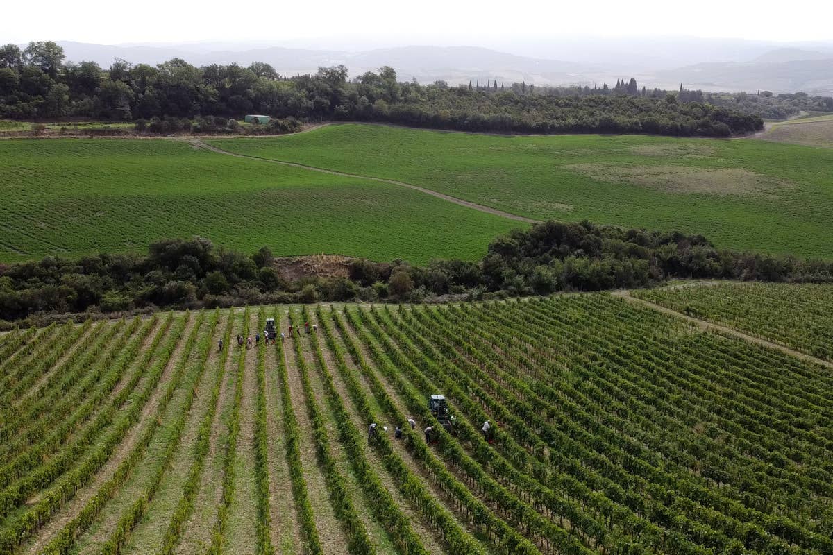 Brunello di Montalcino, ritorno al passato: la vendemmia sarà ad ottobre