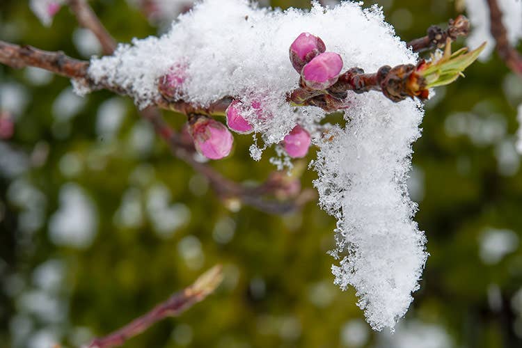 Il maltempo colpisce frutta e ortaggi: a rischio mandorle e pesche